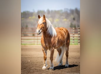 Haflinger / Avelignese, Castrone, 6 Anni, 132 cm, Sauro ciliegia