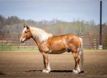 Haflinger / Avelignese, Castrone, 6 Anni, 132 cm, Sauro ciliegia