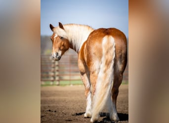 Haflinger / Avelignese, Castrone, 6 Anni, 132 cm, Sauro ciliegia