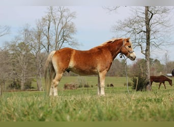 Haflinger / Avelignese, Castrone, 6 Anni, 140 cm, Sauro scuro
