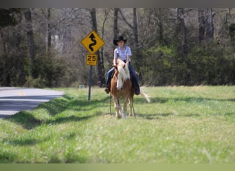 Haflinger / Avelignese, Castrone, 6 Anni, 140 cm, Sauro scuro