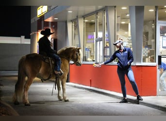 Haflinger / Avelignese, Castrone, 6 Anni, 140 cm, Sauro scuro
