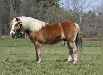 Haflinger / Avelignese, Castrone, 6 Anni, 140 cm, Sauro scuro