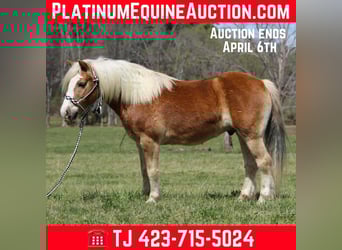 Haflinger / Avelignese, Castrone, 6 Anni, 140 cm, Sauro scuro