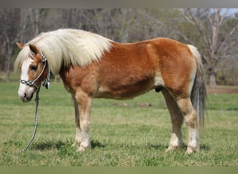 Haflinger / Avelignese, Castrone, 6 Anni, 140 cm, Sauro scuro