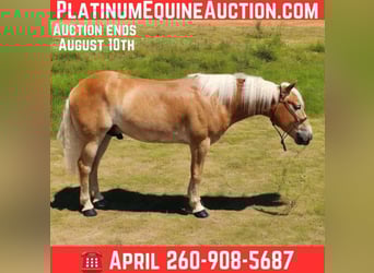 Haflinger / Avelignese, Castrone, 6 Anni, 145 cm, Sauro scuro