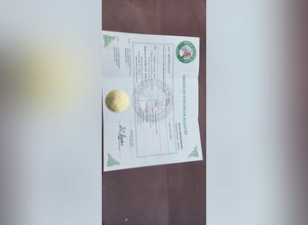 Haflinger / Avelignese, Castrone, 6 Anni, 145 cm, Sauro scuro