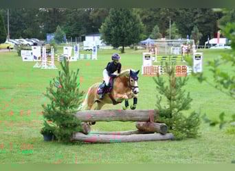 Haflinger / Avelignese, Castrone, 6 Anni, 147 cm