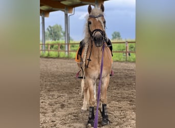 Haflinger / Avelignese, Castrone, 6 Anni, 147 cm