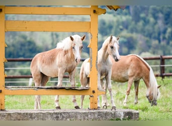 Haflinger / Avelignese, Castrone, 6 Anni, 150 cm, Sauro