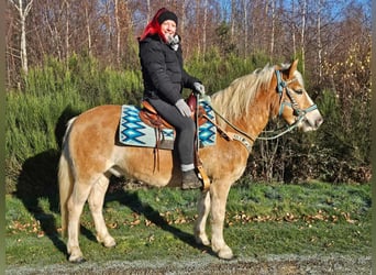 Haflinger / Avelignese, Castrone, 6 Anni, 150 cm, Sauro