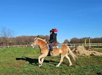 Haflinger / Avelignese, Castrone, 6 Anni, 150 cm, Sauro
