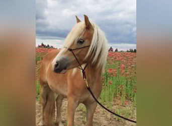 Haflinger / Avelignese, Castrone, 6 Anni, 152 cm, Sauro ciliegia