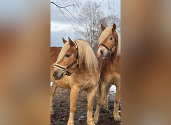 Haflinger / Avelignese, Castrone, 6 Anni, 153 cm, Sauro
