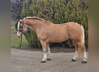 Haflinger / Avelignese Mix, Castrone, 6 Anni, 155 cm, Palomino