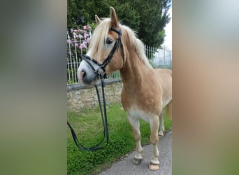 Haflinger / Avelignese, Castrone, 6 Anni, 156 cm, Palomino