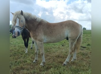 Haflinger / Avelignese, Castrone, 6 Anni, 156 cm, Palomino