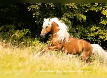 Haflinger / Avelignese, Castrone, 6 Anni