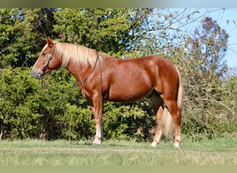 Haflinger / Avelignese, Castrone, 6 Anni, Sauro scuro