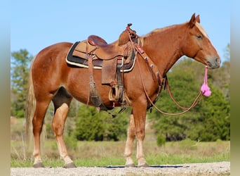 Haflinger / Avelignese, Castrone, 6 Anni, Sauro scuro