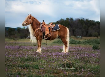 Haflinger / Avelignese, Castrone, 7 Anni, 135 cm, Sauro ciliegia