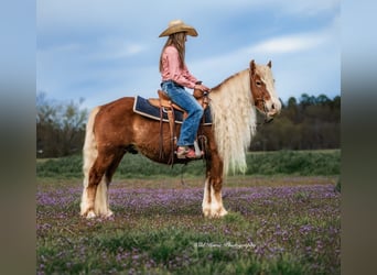 Haflinger / Avelignese, Castrone, 7 Anni, 135 cm, Sauro ciliegia