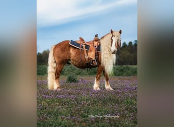Haflinger / Avelignese, Castrone, 7 Anni, 135 cm, Sauro ciliegia