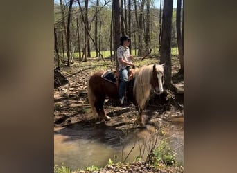 Haflinger / Avelignese, Castrone, 7 Anni, 135 cm, Sauro ciliegia