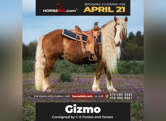 Haflinger / Avelignese, Castrone, 7 Anni, 135 cm, Sauro ciliegia