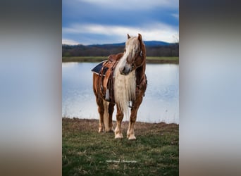 Haflinger / Avelignese, Castrone, 7 Anni, 135 cm, Sauro ciliegia