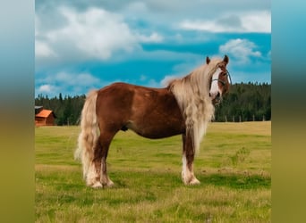 Haflinger / Avelignese, Castrone, 7 Anni, 135 cm, Sauro ciliegia