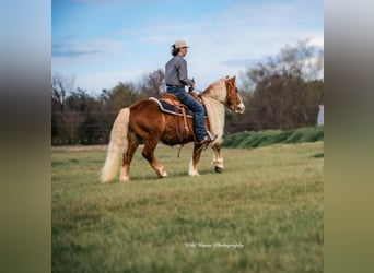 Haflinger / Avelignese, Castrone, 7 Anni, 135 cm, Sauro ciliegia