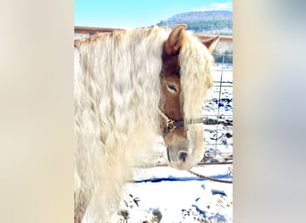 Haflinger / Avelignese, Castrone, 7 Anni, 135 cm, Sauro ciliegia