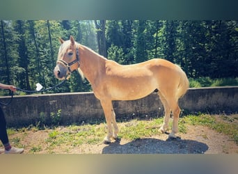 Haflinger / Avelignese, Castrone, 7 Anni, 143 cm, Sauro