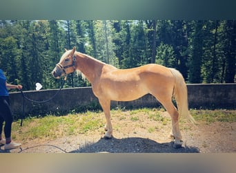 Haflinger / Avelignese, Castrone, 7 Anni, 143 cm, Sauro