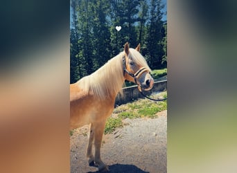Haflinger / Avelignese, Castrone, 7 Anni, 143 cm, Sauro