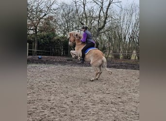 Haflinger / Avelignese, Castrone, 7 Anni, 143 cm, Sauro ciliegia