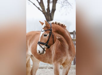 Haflinger / Avelignese, Castrone, 7 Anni, 155 cm, Sauro