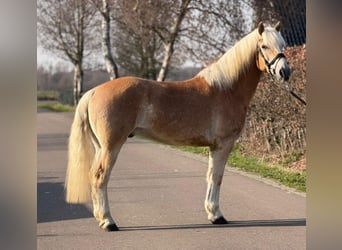 Haflinger / Avelignese, Castrone, 7 Anni, 161 cm, Palomino