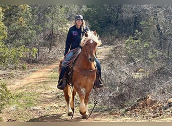Haflinger / Avelignese, Castrone, 8 Anni, 145 cm, Sauro scuro