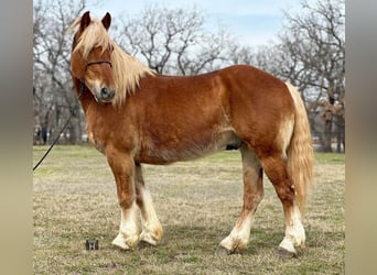 Haflinger / Avelignese, Castrone, 8 Anni, 145 cm, Sauro scuro