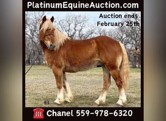 Haflinger / Avelignese, Castrone, 8 Anni, 145 cm, Sauro scuro