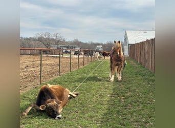 Haflinger / Avelignese, Castrone, 8 Anni, 145 cm, Sauro scuro