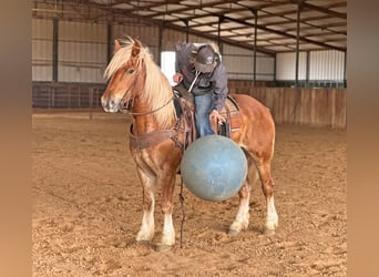 Haflinger / Avelignese, Castrone, 8 Anni, 145 cm, Sauro scuro