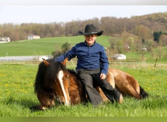 Haflinger / Avelignese, Castrone, 8 Anni, 147 cm, Pelle di daino