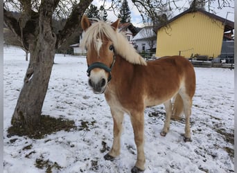 Haflinger / Avelignese, Castrone, 8 Anni, 147 cm, Sauro ciliegia