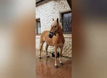 Haflinger / Avelignese, Castrone, 8 Anni, 152 cm, Baio chiaro