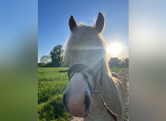 Haflinger / Avelignese, Castrone, 8 Anni, 153 cm, Sauro
