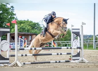 Haflinger / Avelignese, Castrone, 8 Anni, 154 cm
