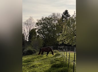 Haflinger / Avelignese Mix, Castrone, 8 Anni